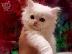 PoulaTo: Το χαριτωμένο μικρό γατάκι μου είναι πολύ αξιολάτρευτος...
